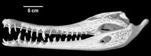 череп африканского узкорылого крокодила (Crocodylus cataphractus), фото, фотография