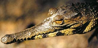 западно-африканский длиннорылый крокодил, длинноносый крокодил (Crocodylus cataphractus), фото, фотография