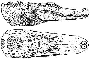 голова миссисипского аллигатора (Alligator mississippiensis), фото, фотография