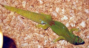 плоскохвостая фельзума, толстохвостый мадагаскарский геккон (Phelsuma serraticauda), фото, фотография с http://commons.wikimedia.org