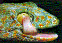 геккон токи (Gekko gecko), фото, фотография