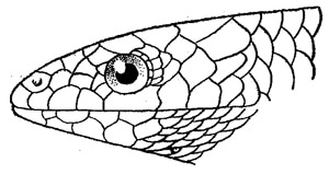 голова европейского гологлаза (Ablepharus kitaibelii), черно-белый рисунок картинка