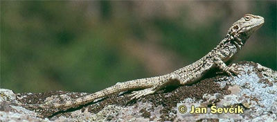 Туркестанская агама (Agama lehmanni), фото фотография c http://www.sevcikphoto.com/images/agama_lehmanni.jpg