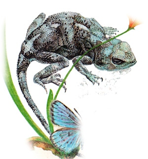 Руинная агама (Agama ruderata, Trapelus ruderatus), рисунок картинка