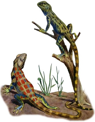 Степная агама (Agama sanguinolenta), рисунок картинка