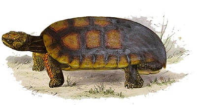 Лесная черепаха, шабути (Chelonoidis denticulata), рисунок картинка