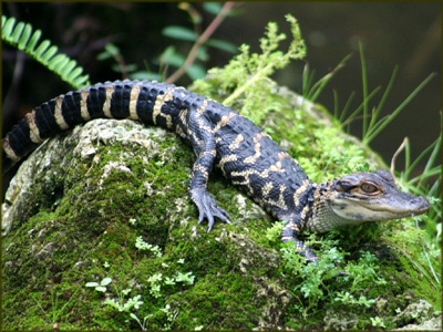 Крокодильчик, молодой крокодил, фото фотография