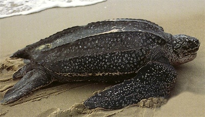 Кожистая черепаха (Dermochelys coriacea) черепаха кожистая, фото фотография, рептилии пресмыкающиеся