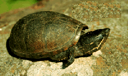 мускусная черепаха, черепаха мускусная (Sternotherus odoratus), фото, фотография