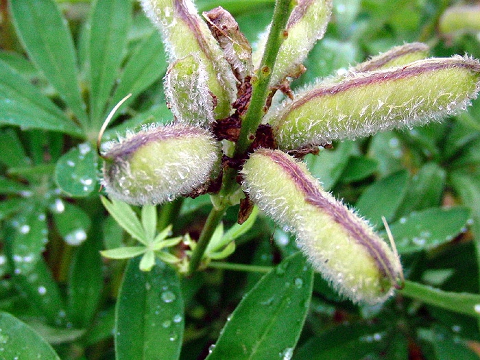 Фото -  многолистный (Lupinus polyphyllus) семена - фотография .