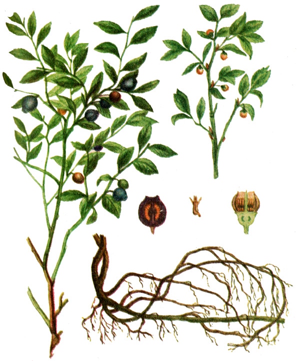 Фото - Черника обыкновенная, миртолистная черника (Vaccinium myrtillus .