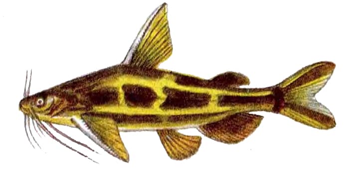 Косатка-скрипун (Pseudobagrus fulvidraco), рисунок картинка рыбы