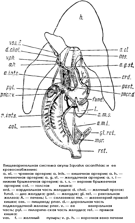 Пищеварительная система катрана (Squalus acanthias), рисунок картинка