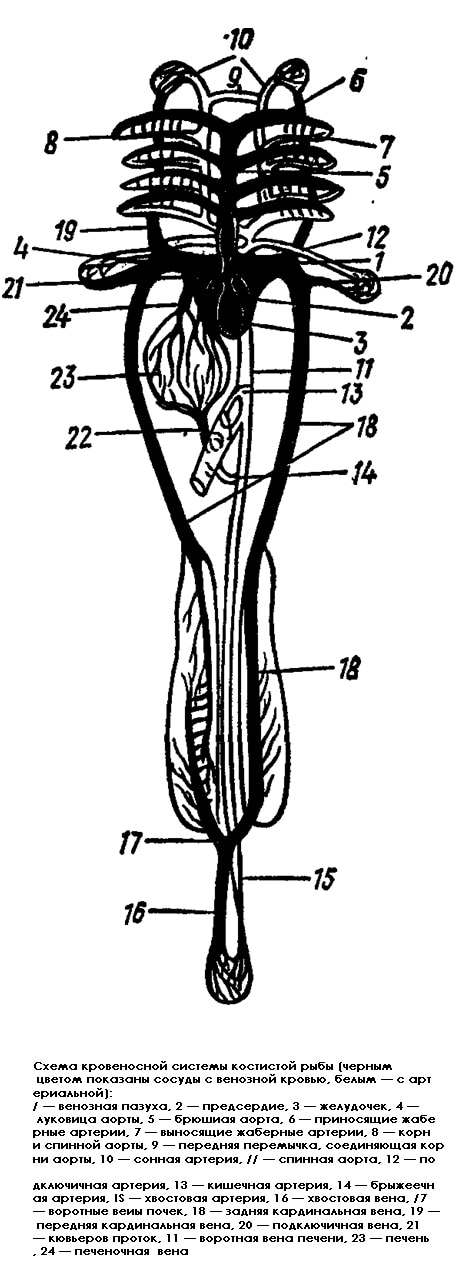 Схема кровеносной системы костистой рыбы (Teleostei), черно-белый рисунок картинка схема