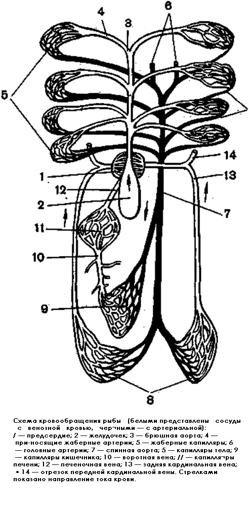 Схема кровообращения рыбы (Pisces) 