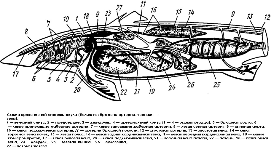 Схема кровеносной системы акулы (Selachomorpha), рисунок схема картинка