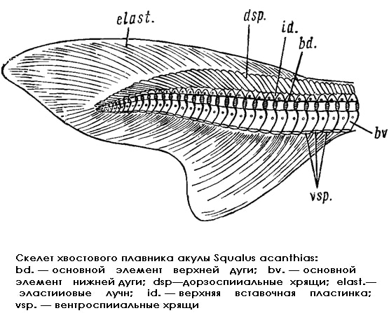 Скелет хвостового плавника катрана (Squalus acanthias), рисунок картинка