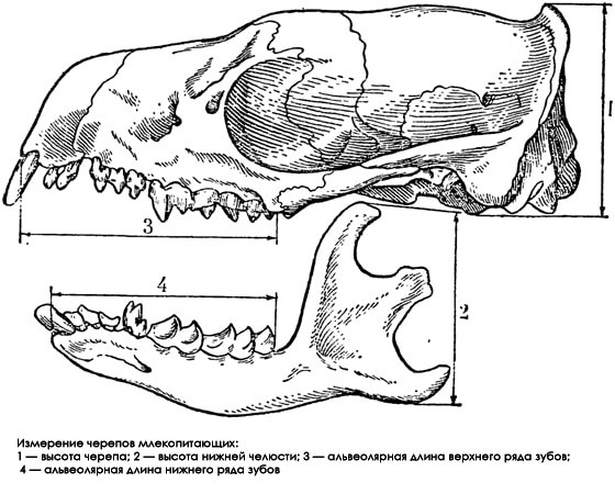 Измерение черепов млекопитающих, рисунок картинка животные