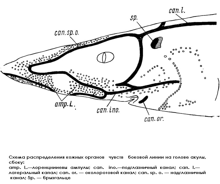 Схема распределения кожных органов чувств боковой линии на голове акулы сбоку, рисунок картинка
