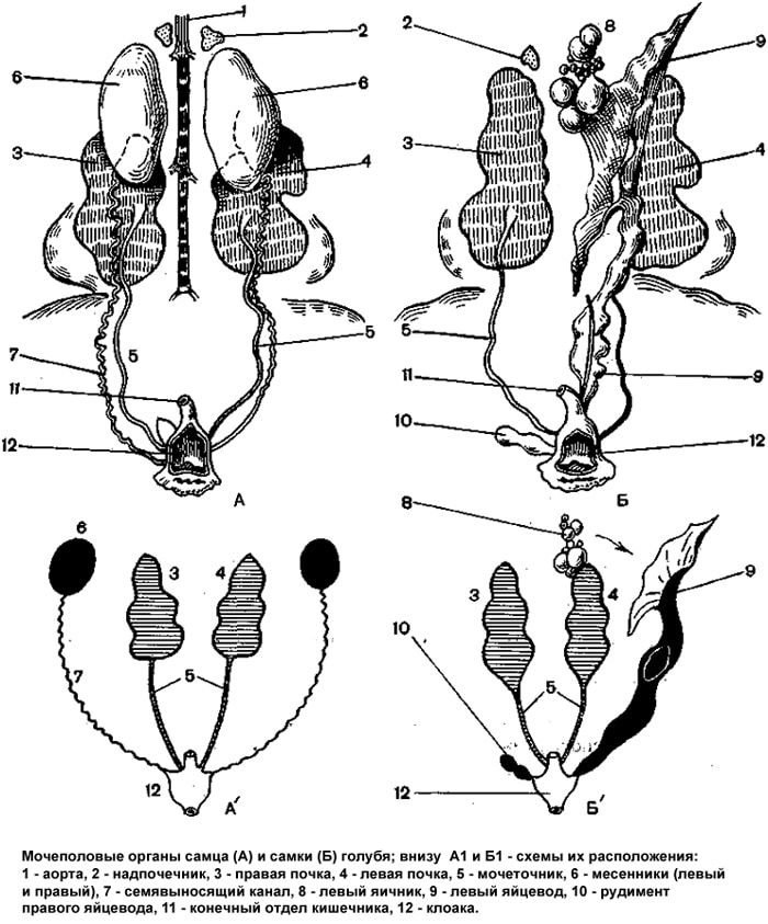 Мочеполовые органы самца и самки голубя, рисунок картинка строение птиц