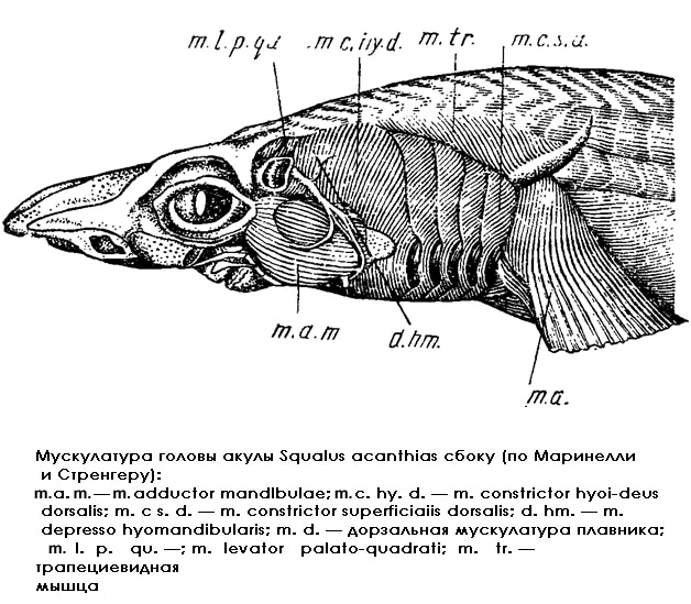 Мускулатура головы катрана, или колючей акулы (Squalus acanthias), рисунок картинка