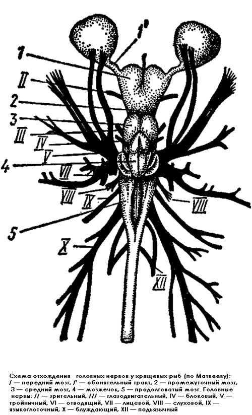Схема отхождения головных нервов хрящевых рыб, рисунок картинка