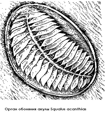 Органы обоняния колючей акулы (Squalus acanthias), рисунок картинка