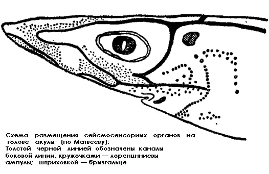 Схема размещения сейсмосенсорных органов на голове акулы, рисунок картинка