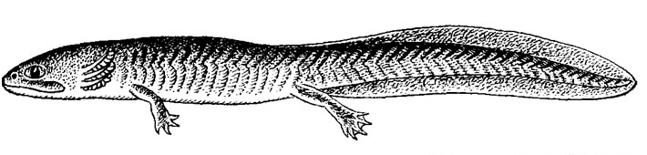 Личинка семиреченского саламандры (Ranodon sibiricus), черно-белый рисунок картинка земноводные