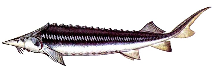 Шип (Acipenser nupentris), рисунок картинка осетровые рыбы