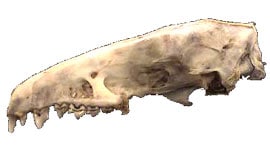 череп малого мадагаскарского ежа (Echinops telfairi)