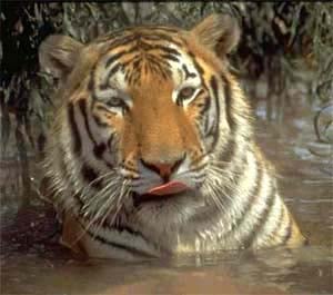 Тигр, амурский тигр, фотография фото, хищники