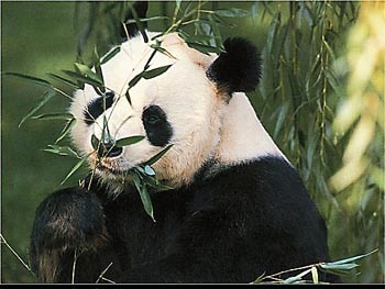 Панда, малая панда (Ailurus fulgens), фото фотография, дикие животные хищники