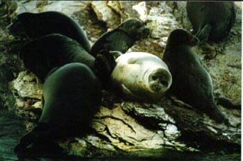 байкальская нерпа, байкальский тюлень (Pusa sibirica), фото, фотография