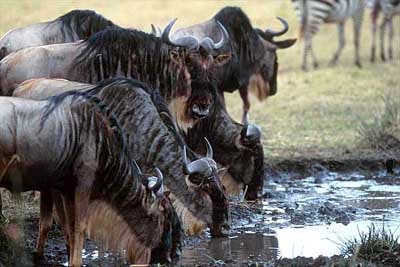 антилопа гну, гну антилопа (Connochaetes gnou), гну, фото, фотография