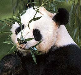 большая панда, гигантская панда, бамбуковый медведь (Ailuropoda melanoleuca), фото, фотография