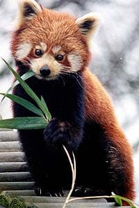малая панда, красная панда (Ailurus fulgens), фото, фотография