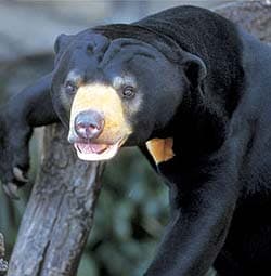 малайский медведь, бируанг, медовый медведь, солнечный медведь (Helarctos malayanus), фото, фотография