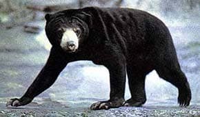 медовый медведь, малайский медведь, бируанг, солнечный медведь (Helarctos malayanus), фото, фотография