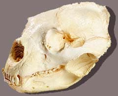 череп очкового медведя (Tremarctos ornatus), фото, фотография