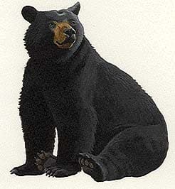 черный медведь, североамериканский черный медведь, барибал (Ursus americanus, Euarctos americanus), фото, фотография