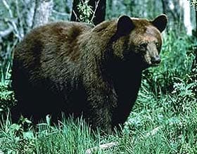 черный медведь, барибал (Ursus americanus), фото, фотография