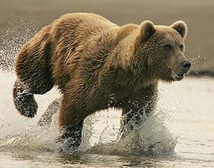 бурый медведь, гризли, бурый североамериканский медведь (Ursus arctos), фото, фотография