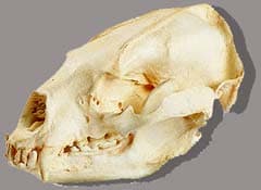 череп белогрудого медведя, череп уссурийского медведя (Ursus thibetanus), фото, фотография