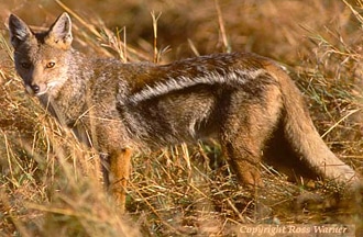 полосатый шакал, шакал полосатый (Canis adustus), фото, фотография
