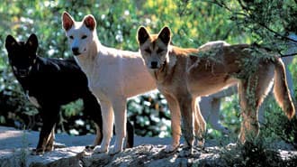 динго, австралийский динго (Canis dingo), фото, фотография