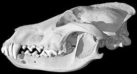 череп волка (Canis lupus), фото, фотография