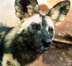 гиеновая собака, гиеновидная собака (Lycaon pictus), фото, фотография