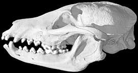 череп енотовидной собаки (Nyctereutes procyonoides), фото, фотография
