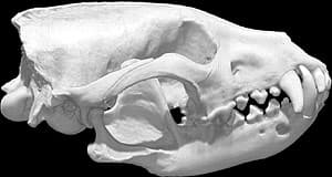 череп кустарниковой собаки (Speothos venaticus), фото, фотография